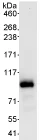Immunoprecipitation - Anti-TAF6 antibody (AB76922)