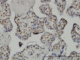 Immunohistochemistry (Formalin/PFA-fixed paraffin-embedded sections) - Anti-TAF7 antibody [2C5] (AB57494)