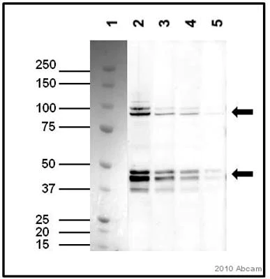 Western blot - Anti-TAF7 antibody [2C5] (AB57494)