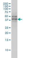 Western blot - Anti-TAF7 antibody [2C5] (AB57494)