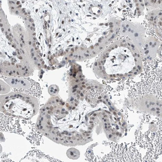 Immunohistochemistry (Formalin/PFA-fixed paraffin-embedded sections) - Anti-TAF8/TBN antibody (AB204894)