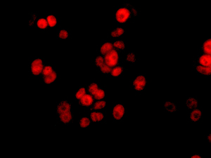 Immunocytochemistry/ Immunofluorescence - Anti-TAF9 antibody [EPR12075(B)] (AB169784), expandable thumbnail