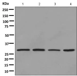 Western blot - Anti-TAF9 antibody [EPR12075(B)] (AB169784)
