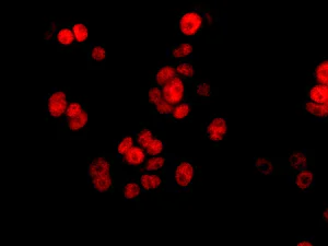 Immunocytochemistry/ Immunofluorescence - Anti-TAF9 antibody [EPR12075(B)] - BSA and Azide free (AB249526)