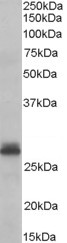 Western blot - Anti-Tafazzin / TAZ antibody (AB40004)