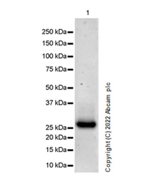 Western blot - Anti-Tafazzin/TAZ antibody [EPR26956-58] (AB307148)