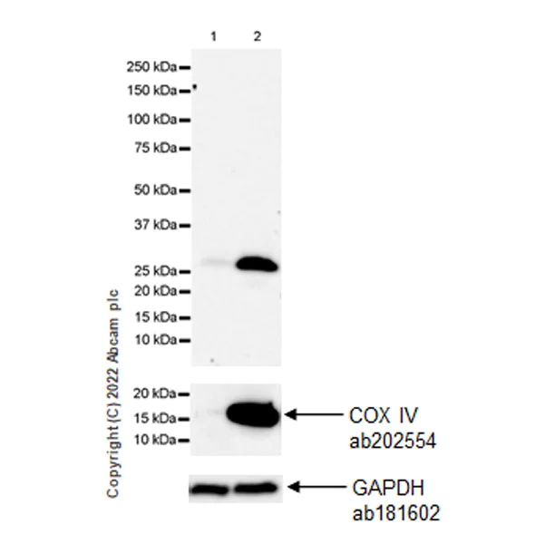 Western blot - Anti-Tafazzin/TAZ antibody [EPR26956-58] (AB307148)