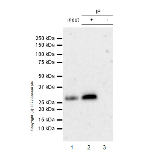 Immunoprecipitation - Anti-Tafazzin/TAZ antibody [EPR26956-58] - BSA and Azide free (AB307149)