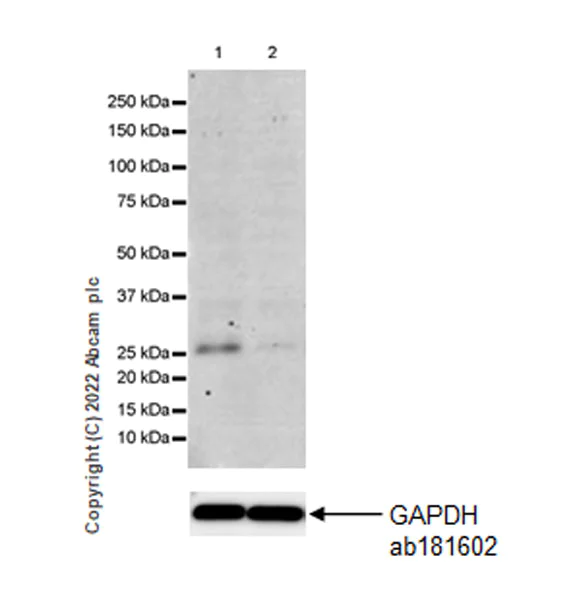 Western blot - Anti-Tafazzin/TAZ antibody [EPR26956-58] - BSA and Azide free (AB307149)