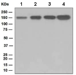 Western blot - Anti-TAG1/TAX1 antibody [EPR5106] - BSA and Azide free (AB248524)