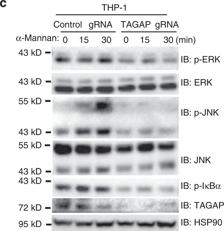 Anti-TAGAP 抗体 [EPR15593] (ab187664) | Abcam