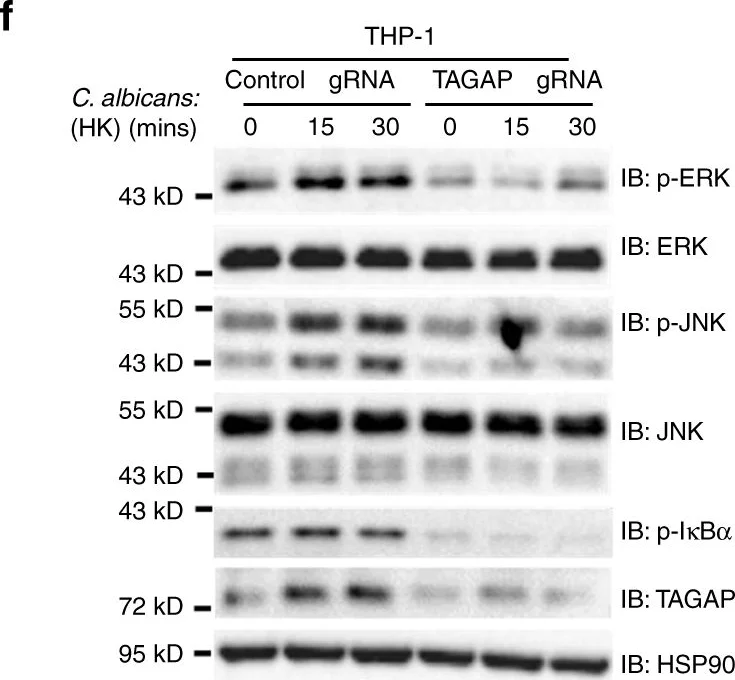 Anti-TAGAP 抗体 [EPR15593] (ab187664) | Abcam