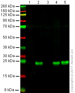 Western blot - Anti-TAGLN/Transgelin antibody [EPR21206] - BSA and Azide free (AB326578)
