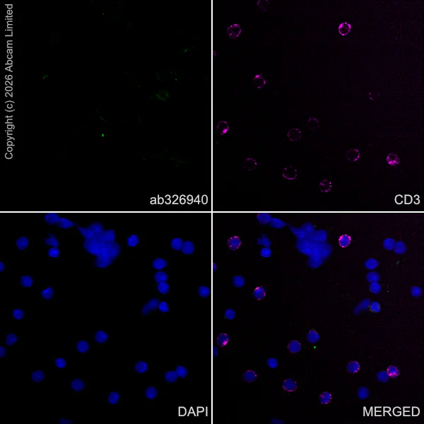 Immunocytochemistry/ Immunofluorescence - Anti-TAGLN3 antibody [EPR31032-506] (AB326940)
