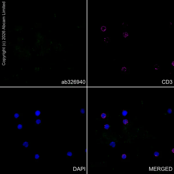 Immunocytochemistry/ Immunofluorescence - Anti-TAGLN3 antibody [EPR31032-506] (AB326940)