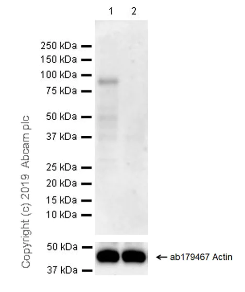 Western blot - Anti-TAK1 antibody [EPR22903-57] (AB239353)