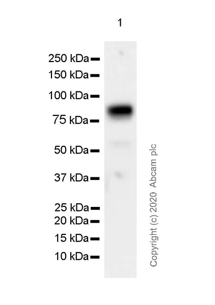 Western blot - Anti-TAK1 antibody [EPR22903-57] (AB239353)