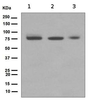Western blot - Anti-TAK1 antibody [EPR5984] (AB109526), expandable thumbnail