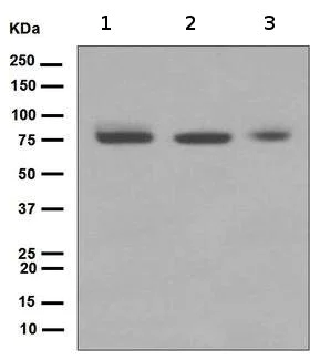 Western blot - Anti-TAK1 antibody [EPR5984] (AB109526)