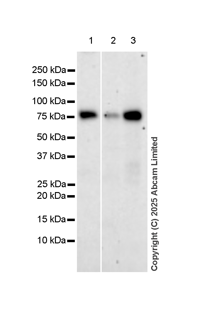 Western blot - Anti-TAK1 antibody [EPR5984] (ab109526), expandable thumbnail