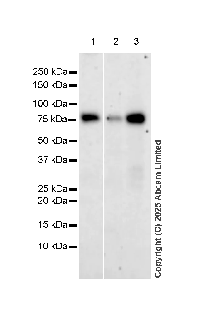 Western blot - Anti-TAK1 antibody [EPR5984] (AB109526)