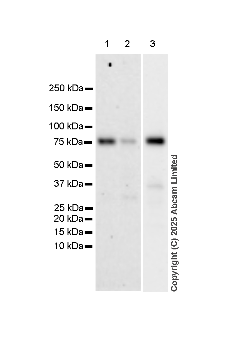 Western blot - Anti-TAK1 antibody [EPR5984] - BSA and Azide free (AB222394)