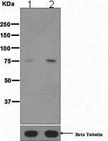 Western blot - Anti-TAK1 (phospho S439) antibody [EPR2863] (AB109404)