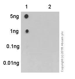 Dot Blot - Anti-TAK1 (phospho S439) antibody [EPR2863] - BSA and Azide free (AB239974)