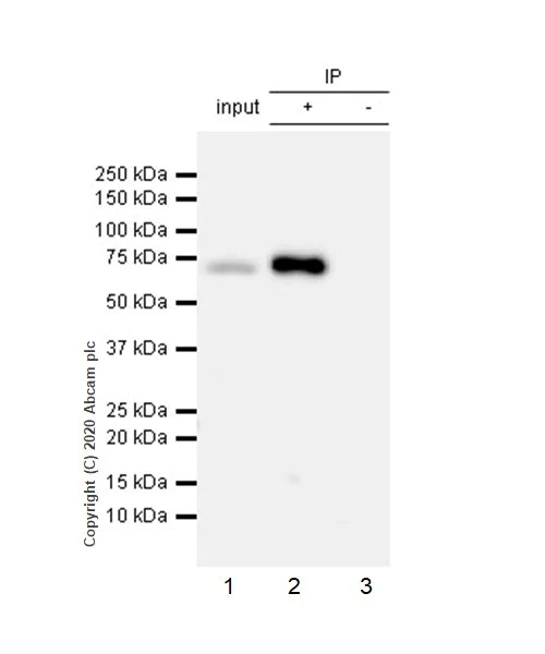 Immunoprecipitation - Anti-TAK1 (phospho S439) antibody [EPR2863] - BSA and Azide free (AB239974)