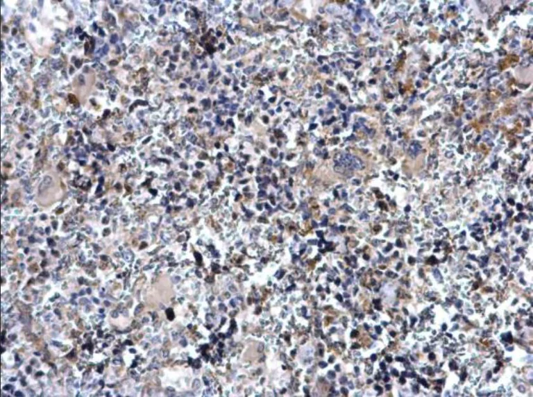 Immunohistochemistry (Formalin/PFA-fixed paraffin-embedded sections) - Anti-Tal1 antibody (AB155195)