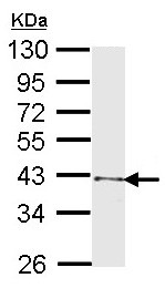 Western blot - Anti-Tal1 antibody (AB155195), expandable thumbnail