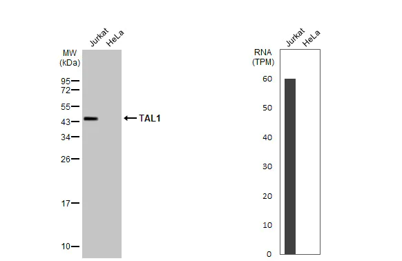 Western blot - Anti-Tal1 antibody [HL1703] - BSA and Azide free (AB308573)