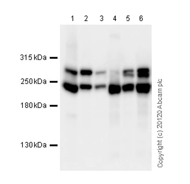 Western blot - Anti-Talin 1 antibody [97H6] (AB108480)