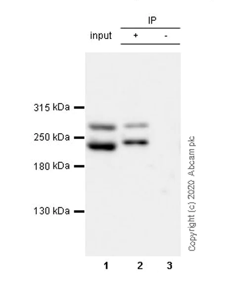 Immunoprecipitation - Anti-Talin 1 antibody [97H6] - BSA and Azide free (AB256125)