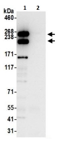 Immunoprecipitation - Anti-Talin 1 antibody (AB241096), expandable thumbnail