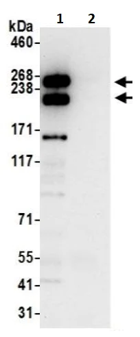 Immunoprecipitation - Anti-Talin 1 antibody (AB241096)