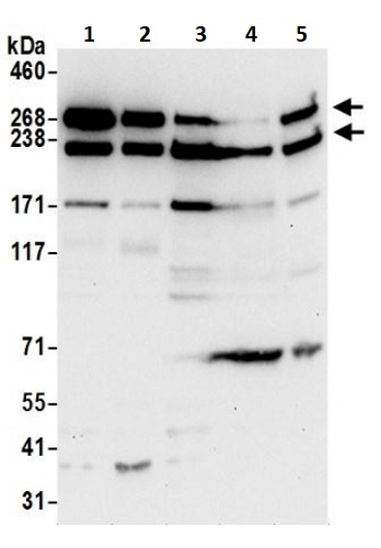 Western blot - Anti-Talin 1 antibody (AB241096), expandable thumbnail