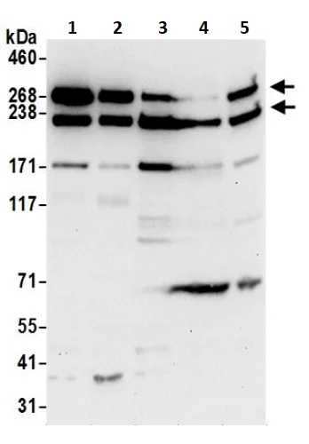 Western blot - Anti-Talin 1 antibody (AB241096)