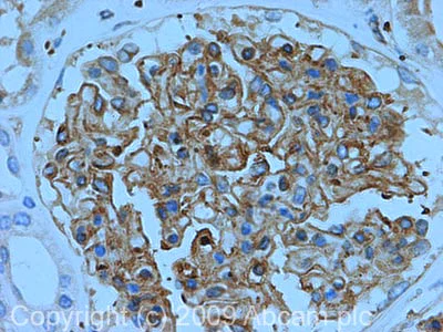 Immunohistochemistry (Formalin/PFA-fixed paraffin-embedded sections) - Anti-Talin 1 antibody (AB71333)