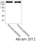Western blot - Anti-Talin 1 antibody (AB71333)