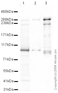 Western blot - Anti-Talin 1 antibody (AB71333)