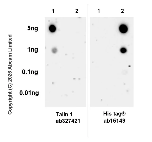 Dot Blot - Anti-Talin 1 antibody [EPR29641-30] - BSA and Azide free (AB327430)