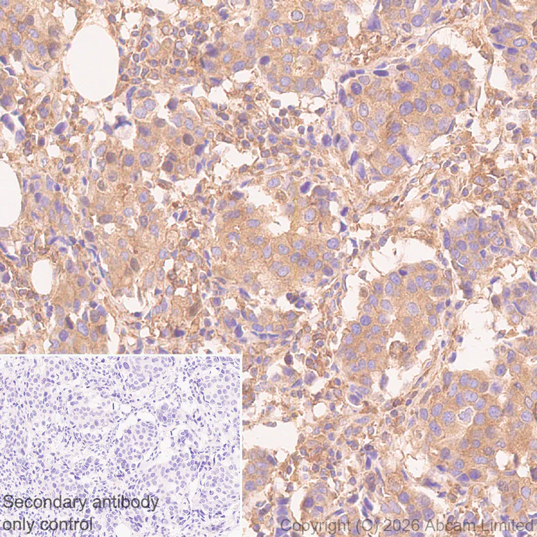 Immunohistochemistry (Formalin/PFA-fixed paraffin-embedded sections) - Anti-Talin 1 antibody [EPR29641-30] - BSA and Azide free (AB327430)