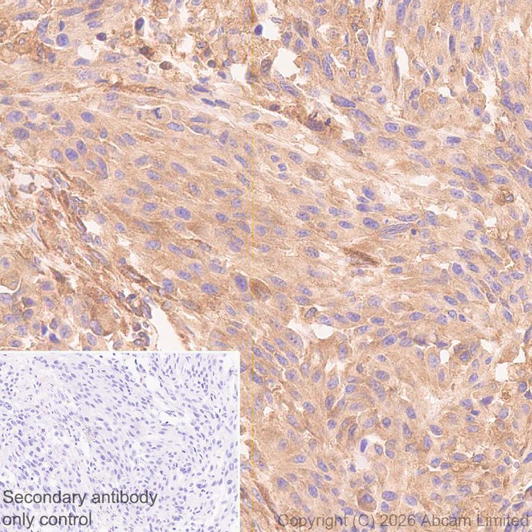 Immunohistochemistry (Formalin/PFA-fixed paraffin-embedded sections) - Anti-Talin 1 antibody [EPR29641-30] - BSA and Azide free (AB327430)