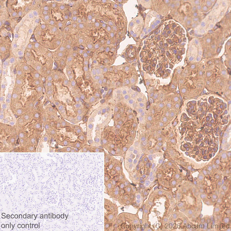 Immunohistochemistry (Formalin/PFA-fixed paraffin-embedded sections) - Anti-Talin 1 antibody [EPR29641-30] - BSA and Azide free (AB327430)