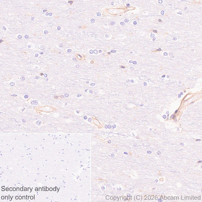 Immunohistochemistry (Formalin/PFA-fixed paraffin-embedded sections) - Anti-Talin 1 antibody [EPR29641-30] - BSA and Azide free (AB327430)