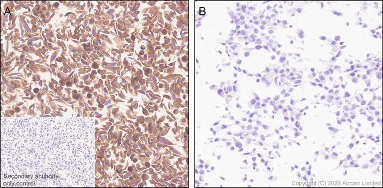 Immunohistochemistry (Formalin/PFA-fixed paraffin-embedded sections) - Anti-Talin 1 antibody [EPR29641-30] - BSA and Azide free (AB327430)