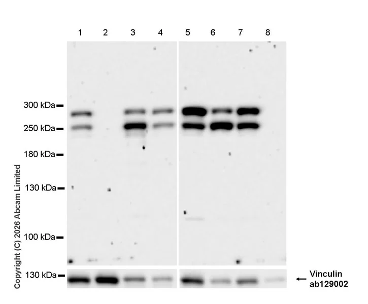 Western blot - Anti-Talin 1 antibody [EPR29641-30] - BSA and Azide free (AB327430)