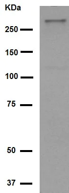 Western blot - Anti-Talin 2 antibody [EPR2536(2)] (AB108967)