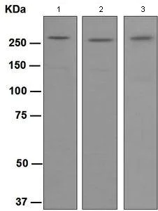 Western blot - Anti-Talin 2 antibody [EPR2536(2)] - BSA and Azide free (AB247725)